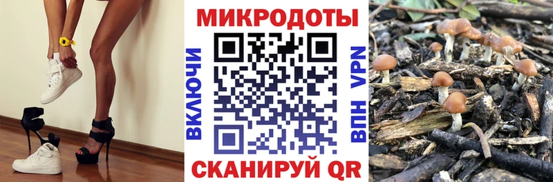 Галлюциногенные грибы Psilocybe  Белебей 